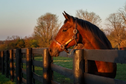 Picture of HORSE AT SUNSET