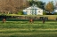 Picture of HORSE FARM LANDSCAPE