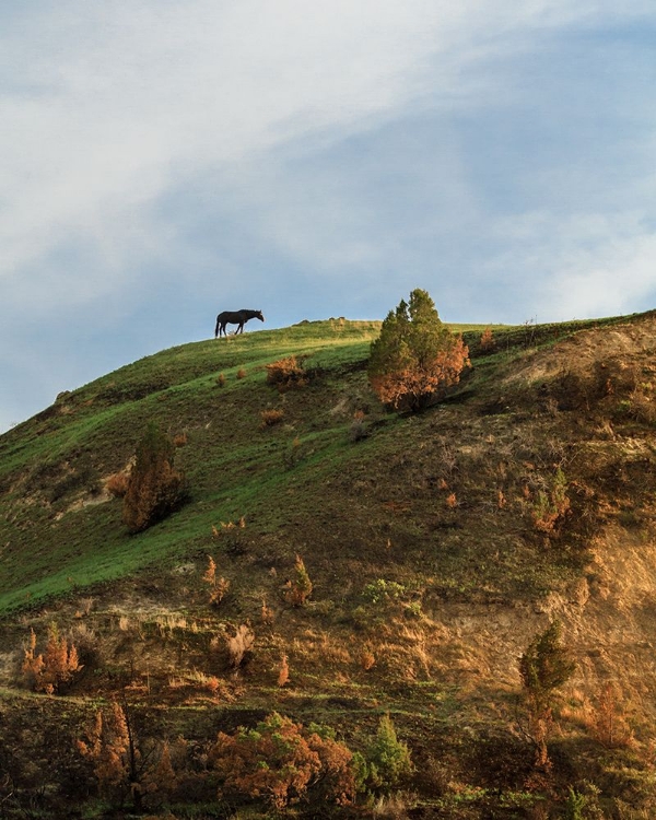 Picture of HORSE ON HILL (TRNP)