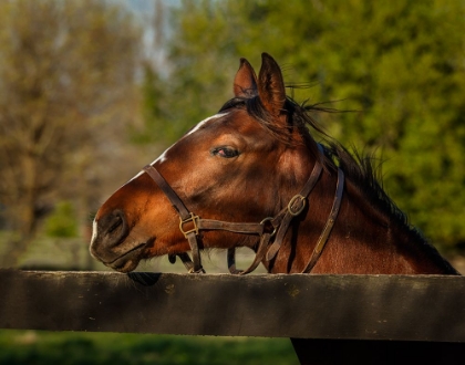 Picture of HORSE PORTRAIT