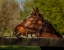 Picture of HORSE PORTRAIT