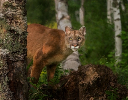 Picture of INQUISTIVE MOUNTAIN LION
