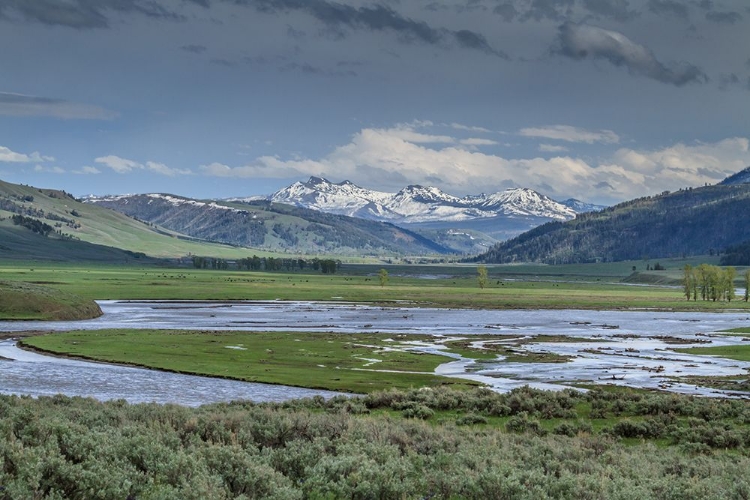 Picture of LAMAR VALLEY (YNP)