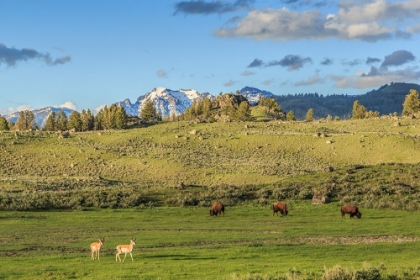 Picture of LAMAR VALLEY - PRONGHORN AND BISON