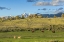 Picture of LAMAR VALLEY - PRONGHORN AND BISON