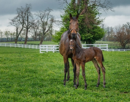 Picture of MARE AND FOAL 2