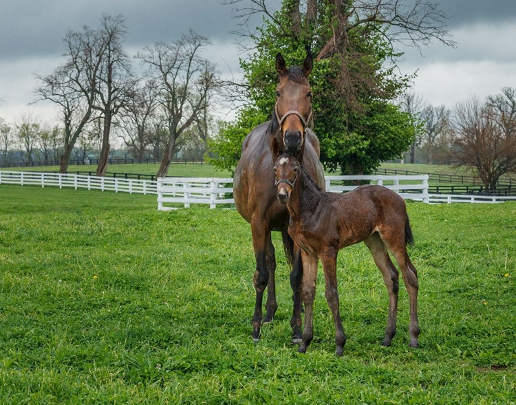 Picture of MARE AND FOAL 2