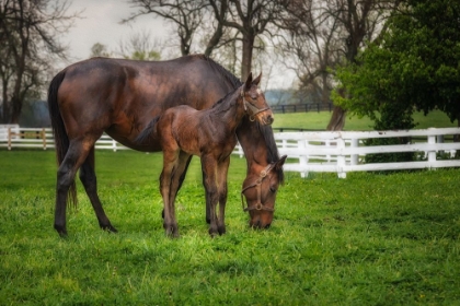 Picture of MARE AND FOAL TOGETHER