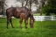 Picture of MARE AND FOAL TOGETHER