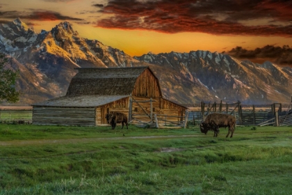 Picture of MOULTON BARN AT SUNRISE WITH BISON