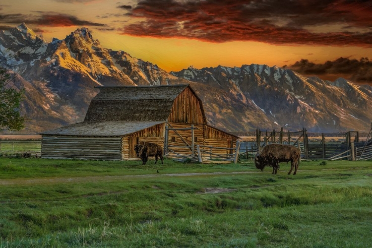 Picture of MOULTON BARN AT SUNRISE WITH BISON