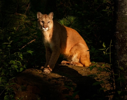 Picture of MOUNTAIN LION AT SUNRISE