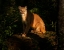 Picture of MOUNTAIN LION AT SUNRISE