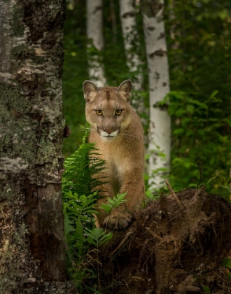 Picture of MOUNTAIN LION FOREST POSE
