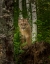 Picture of MOUNTAIN LION FOREST POSE