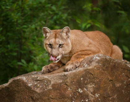 Picture of MOUNTAIN LION LUNCH