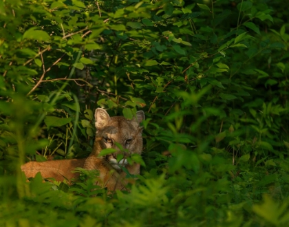 Picture of MOUNTAIN LION LURKS IN BUSH