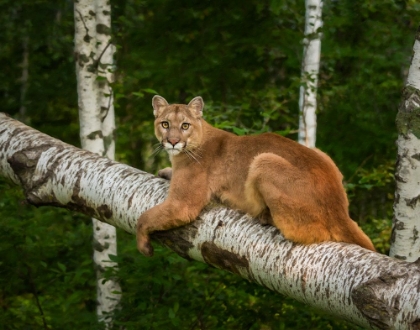 Picture of MOUNTAIN LION ON FOREST LOG