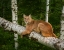 Picture of MOUNTAIN LION ON FOREST LOG