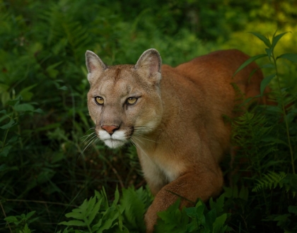 Picture of MOUNTAIN LION ON THE PROWL
