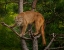 Picture of MOUNTAIN LION STARE