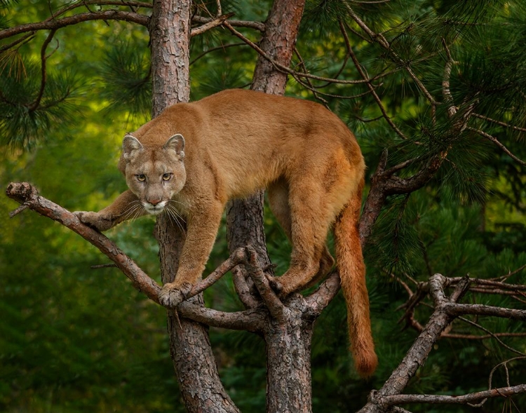 Picture of MOUNTAIN LION STARE