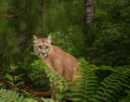 Picture of MOUNTAIN LION WITH FERNS