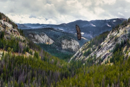 Picture of MOUNTAINS WITH EAGLE