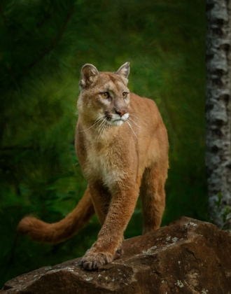 Picture of PROUD MOUNTAIN LION 2