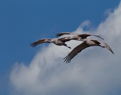 Picture of SANDHILL CRANE 3 OIL PAINT