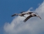 Picture of SANDHILL CRANE 3 OIL PAINT