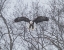 Picture of SNOWY EAGLE