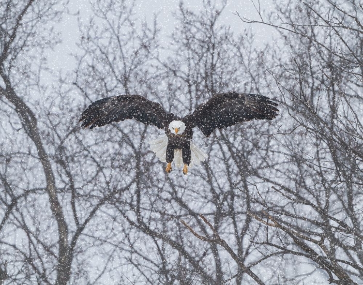 Picture of SNOWY EAGLE