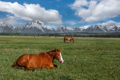 Picture of TETON HORSES