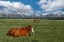 Picture of TETON HORSES