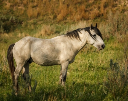 Picture of WILD HORSE