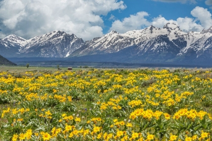 Picture of WILD FLOWERS WITH MOUNTAINS (YNP)