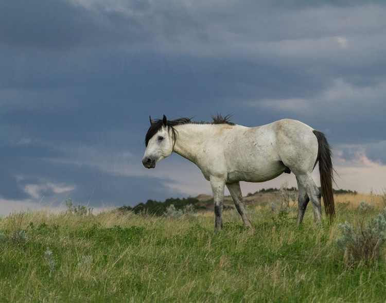 Picture of WILD HORSE - STALLION (STORM)