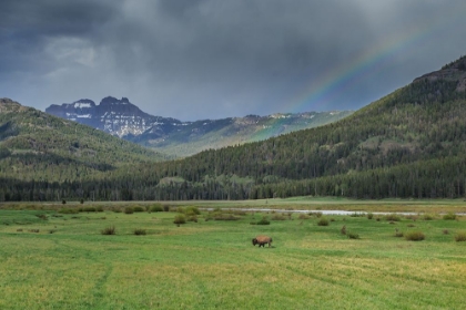Picture of YELLOWSTONE BISON WITH RAINBOW