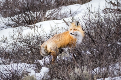 Picture of RED FOX 2