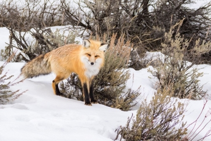 Picture of RED FOX 3