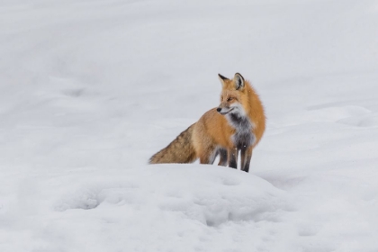 Picture of RED FOX 4