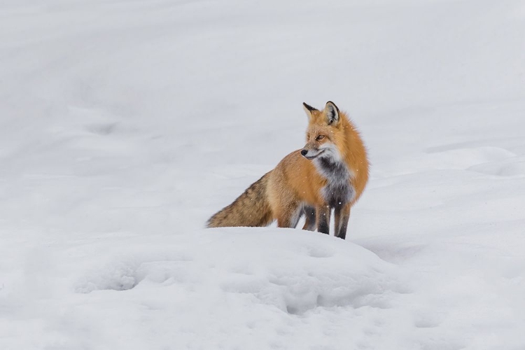 Picture of RED FOX 4