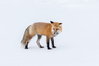 Picture of RED FOX 5