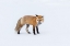 Picture of RED FOX 5