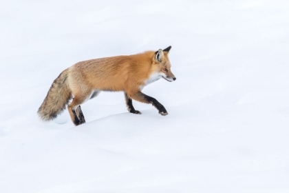 Picture of RED FOX 6