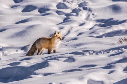 Picture of RED FOX FEB 2018