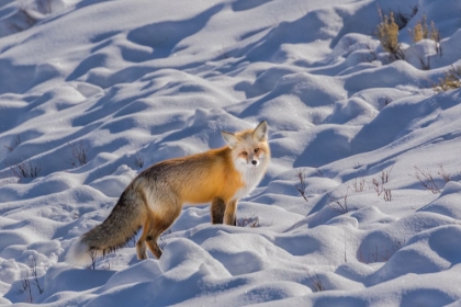 Picture of RED FOX FEB 20182