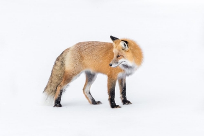 Picture of RED FOX LOOK BACK SNOW
