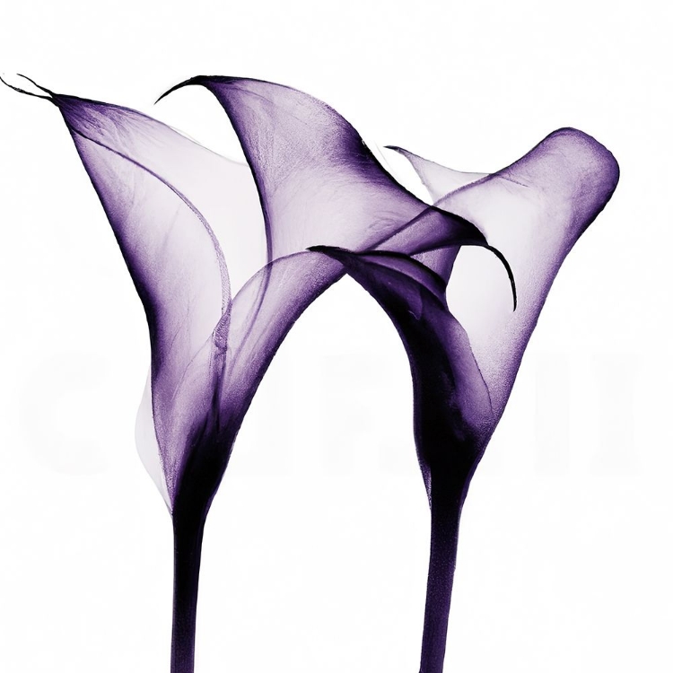 Picture of PURPLE CALLA ONE